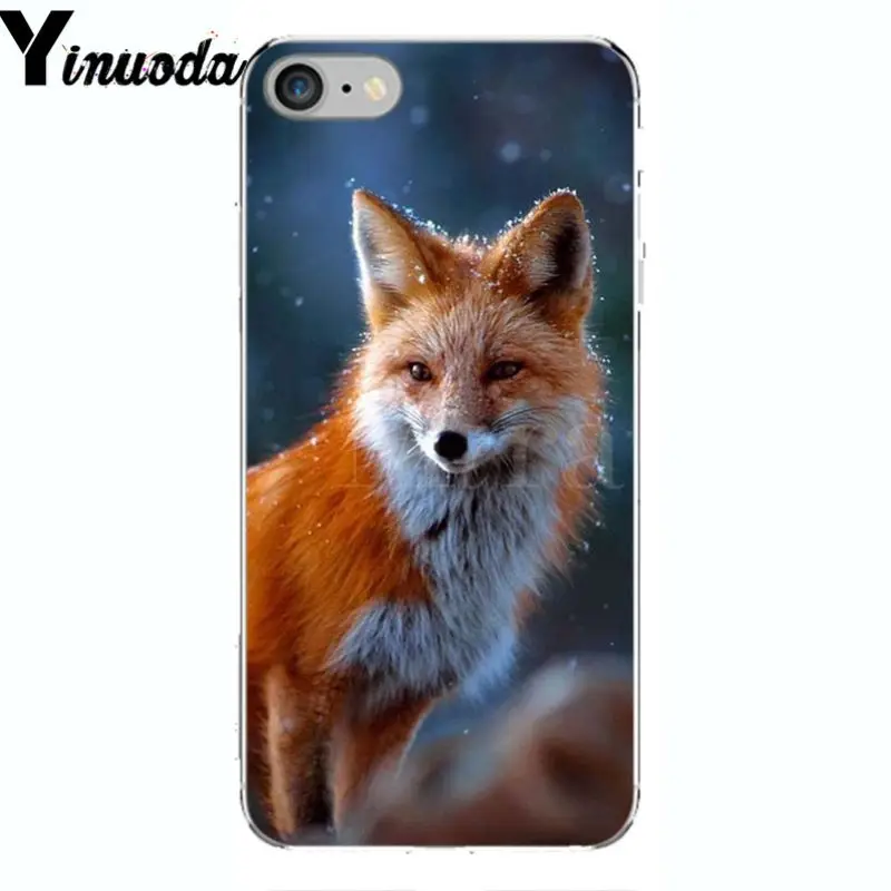 A Fox in The Wild Red Fox 