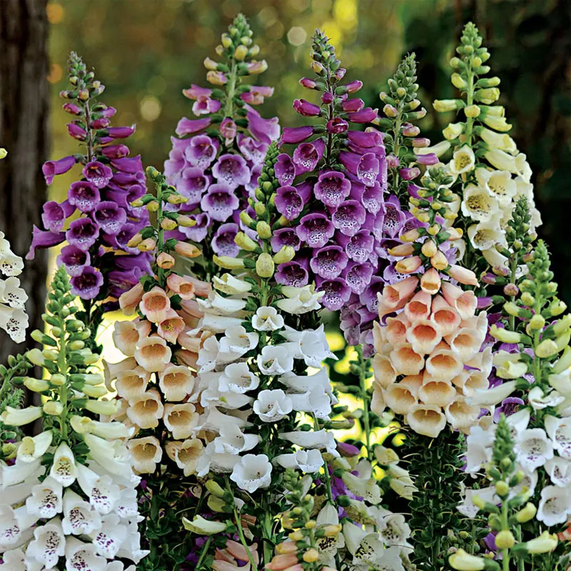 Foxglove flower lings saplings Fall Seasons kinds of flowers potted