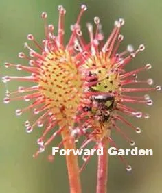 Big Promotion!! 120 Pcs Carnivorous Plants Drosera Peltata Pot Flycatcher Bonsai Sundew Venus Flytrap Table Garden Succulent