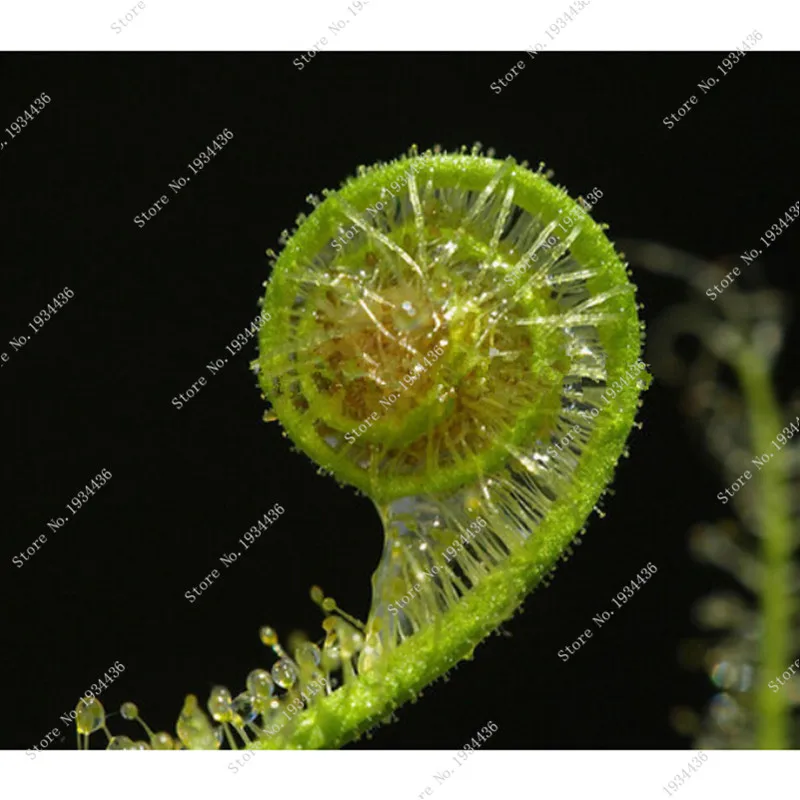 Плотоядные растения упаковка 40 шт. микс Плотоядный Венера муха ловушка Sundews объемная упаковка бонсай цветок для дома садовый декор Плотоядные растения упаковка 40 шт. микс Плотоядный Венера муха ловушка Sundews объемная упаковка бонсай цветок для дома садовый декор