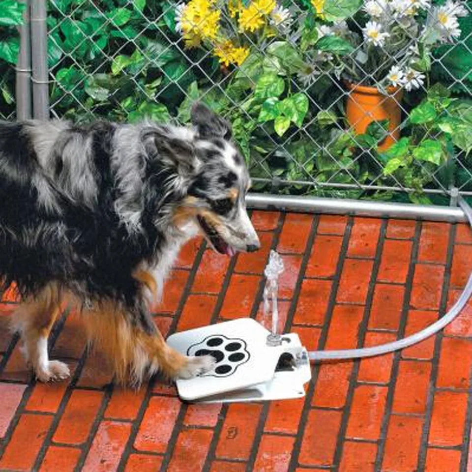 outdoor pet drinking fountain