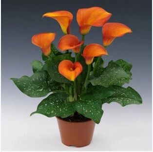 Promotions Bonsai And Colorful Calla Lily Seed Rare Plants Flowers -20 Seeds