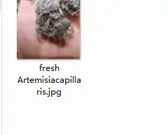 Ngryise 50 gram набор свежий Artemisiacapillaris - Цвет: 50g Artemisiacapilla