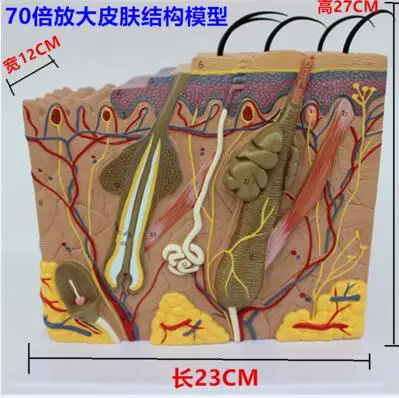 35x/50x трехмерная модель кожи структура кожи Анатомия косметические тренировочные средства - Цвет: 70X