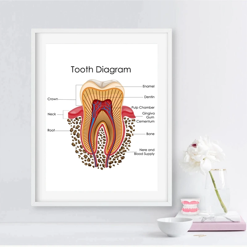 Biology for Human Teeth Diagram Dentist Office Decor