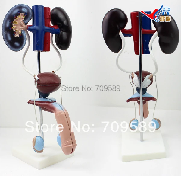 

ISO Anatomical Model of Urinary system, Male Urogenital System Model
