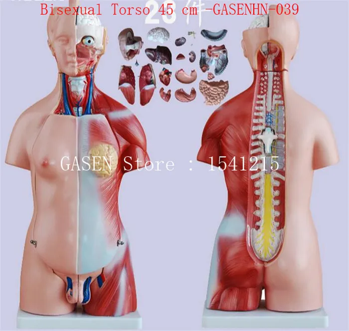 

trunk, Female chest cover, head eyeball brain Spinal nerve Lungs heart Liver kidney stomach Bisexual Torso 45 cm -GASENHN-039