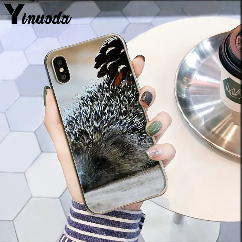 Darcy hedgehog Sheep