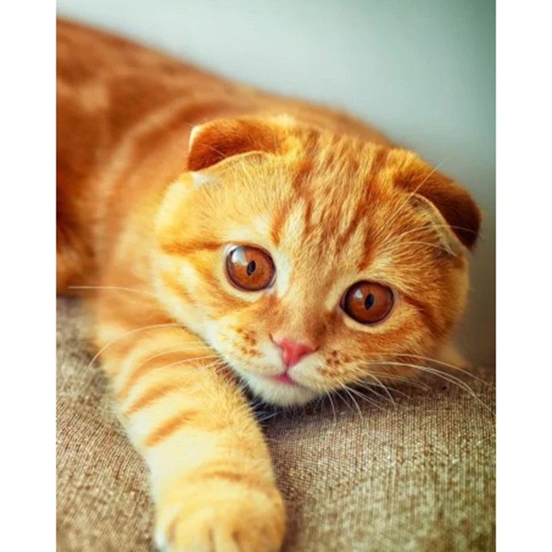 

5d Full Square Round Drill Diamond Embroidery Sale Mosaic Painting Cats DIY Diamond Painting Animals