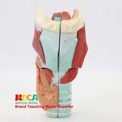 5 частей щитовидной паратироидной желез ларингофорингеальная дыхательная система анатомическая модель ларинкса медицинское учебное