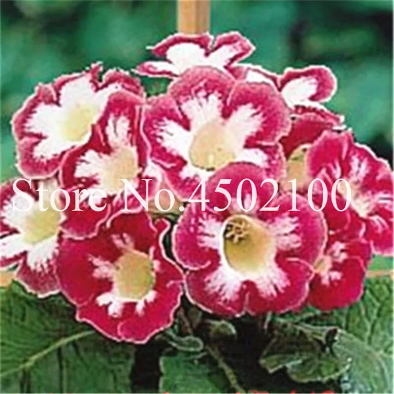 Глоксиния Клубни Купить