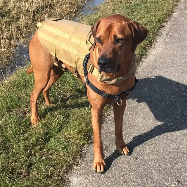 1258 35 De Réductiontactique Militaire K9 Molle Service Chien Harnais Police Berger Allemand Gilet Camo Kaki Noir Chien équipement Tactique