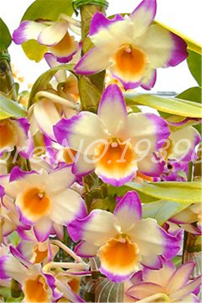 Big Promotion!! 100 Pcs Dendrobium Bonsai, Potted Plant Flower In Bonsai Rare Orchid Plants for Home Garden,The Budding Rate 95%