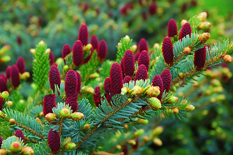 Большая распродажа! 100 шт./лот Корейская ель, Abies koreana flores Бонсай цветочных растений завод DIY домашний сад