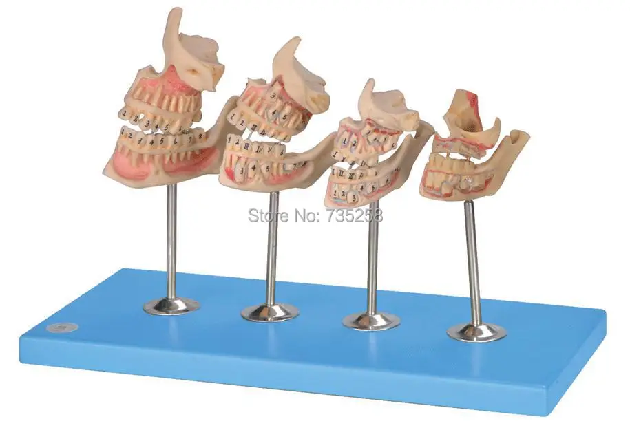 Development of a set of Teeth,Development Process Model of Teeth,Teeth Amplification Model