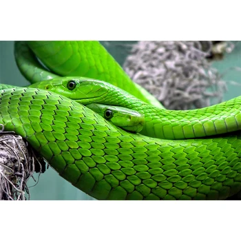 

New5D Diy Diamond Painting Animal Green Snake Cross Stitch Diamond Mosaic Needlework Diamond Embroidery Home Decor Handcraft