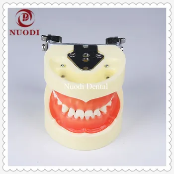 

Education&learning Child Teeth Model with Soft Gum/Dental Tooth Model for kids/Standard Children Dental Study Teeth Model 24pcs