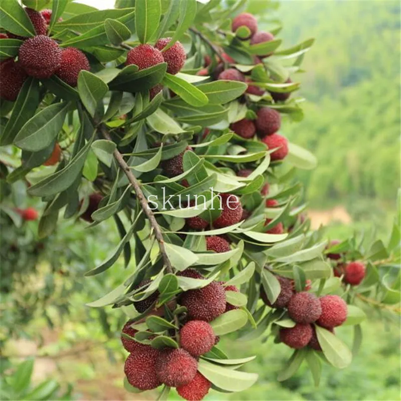 2pcs Arbutus Unedo Strawberry Tree Delicious Chinese Fruit bonsais For Healthy And Home Garden Easy Grow 2pcs Arbutus Unedo Strawberry Tree Delicious Chinese Fruit bonsais For Healthy And Home Garden Easy Grow