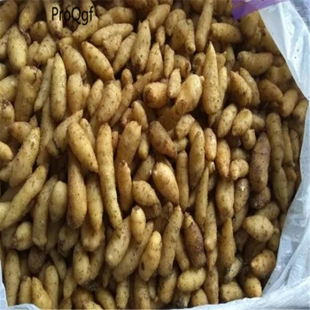 

Ngryise 20Pcs A Set Gastrodia elata