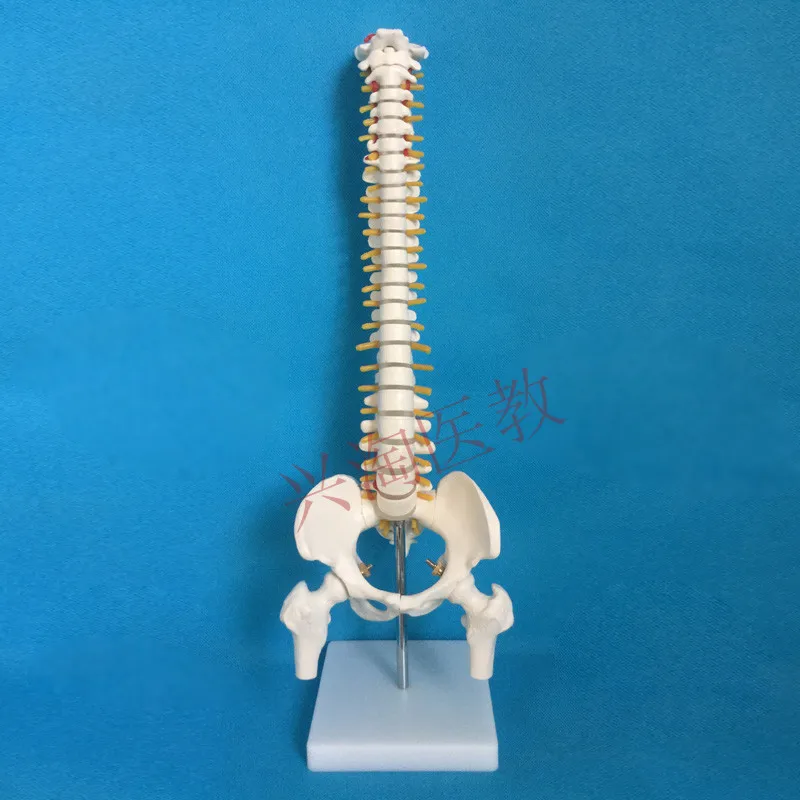 Позвоночник таз кости ног человеческий скелет модель 45 см Средний позвоночник модель