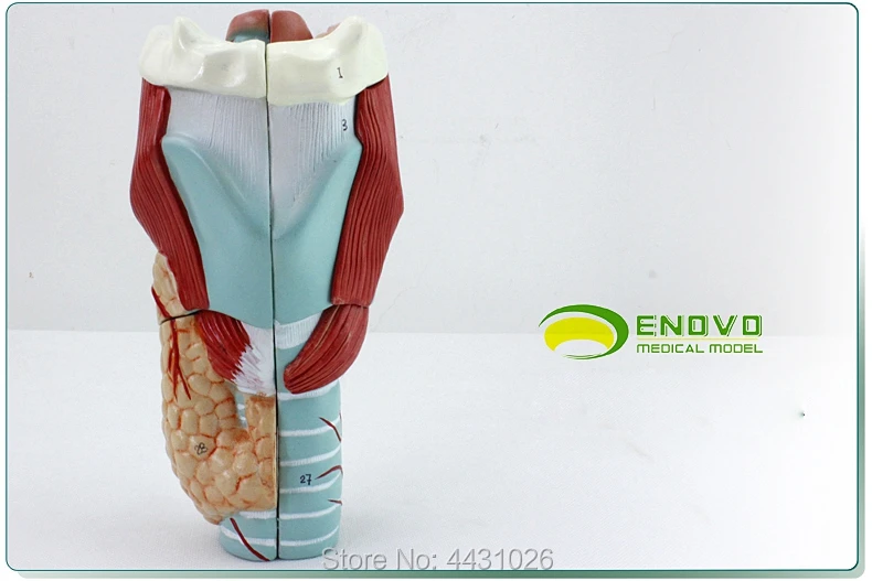 ENOVO медицинская модель гортани и гортани полости