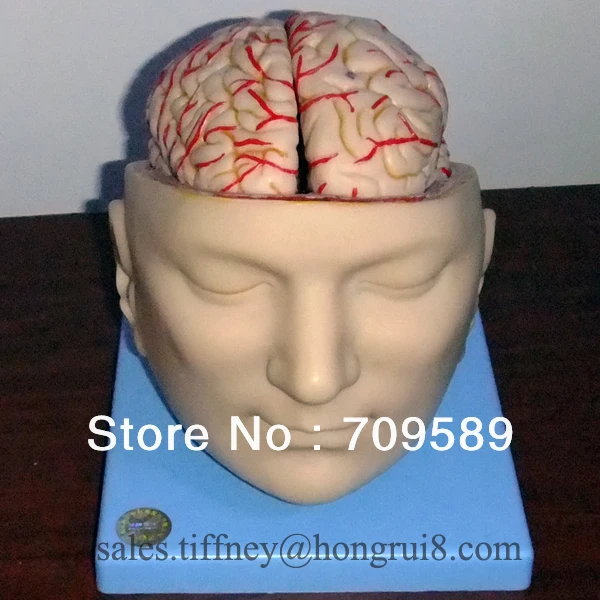 ISO Deluxe  Anatomy Brain with Artery, Brain with Head Model