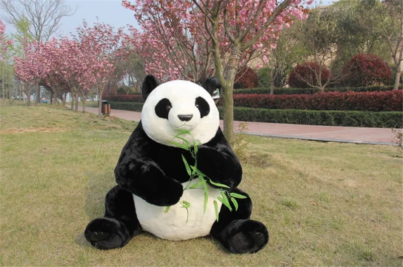 panda6