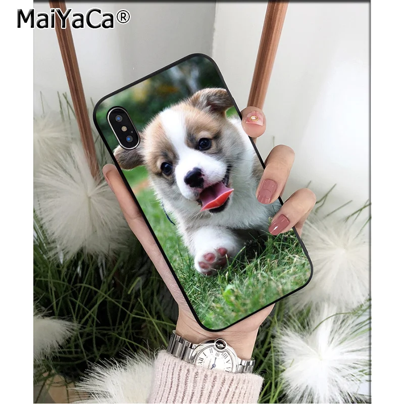 Animal Corgi dog