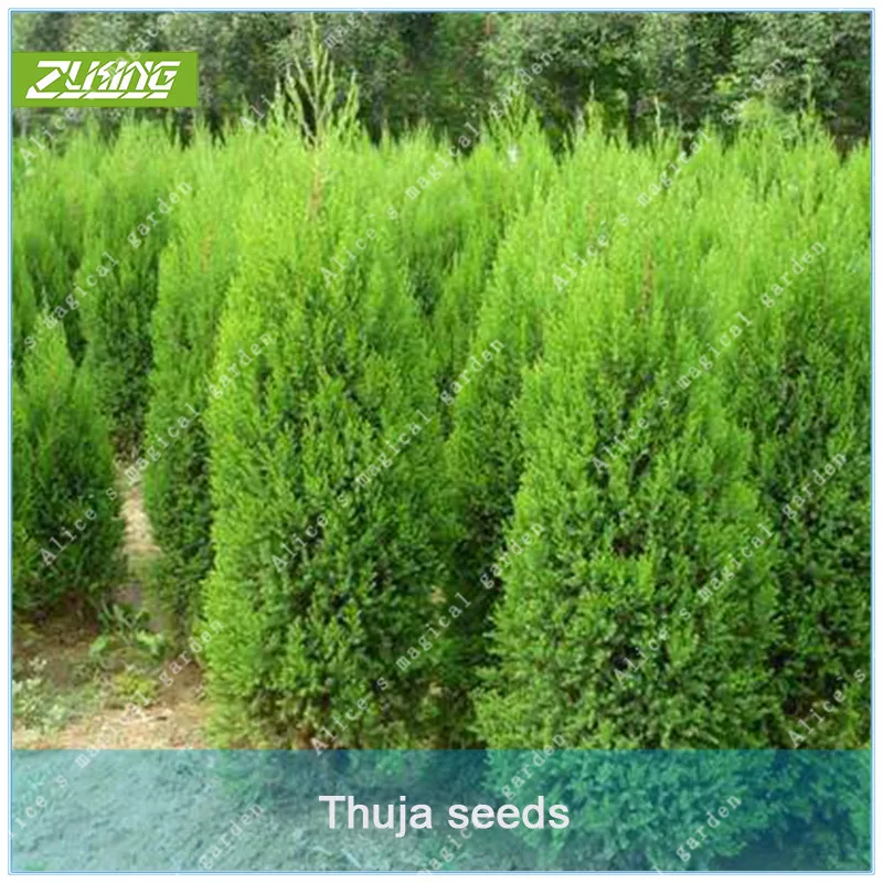 

ZLKING 50 pcs Chinese Thuja Cypress Tree Bonsai Fresh Nature High Germination Rate Platycladus Plant Potted