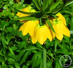 Большая распродажа! 10 Желтый императорская корона бонсай Fritillaria imperialis Lutea Plantas Легко расти дома Садовая грунтовка завод, # AAHQ