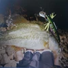 Mini Señuelos de Pesca minnow suspendido de alta calidad, 5 colores a elegir, 65mm 5,5g cebo de pesca señuelo de pesca duro ► Foto 2/4