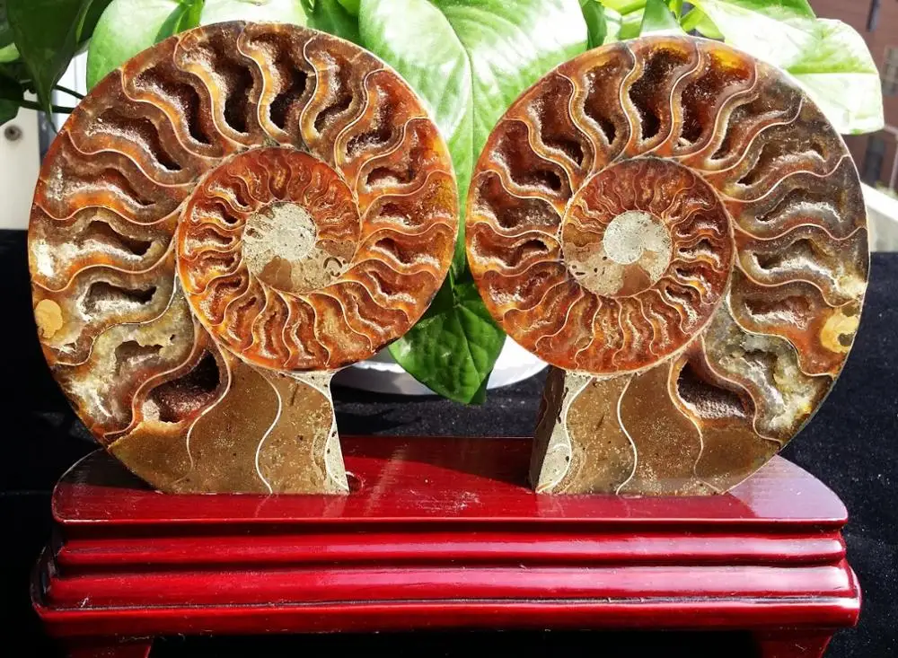 Free Shipping 472 1Pair Half Cut Aonite Shell Jurrassic Fossil Specimen Madaascar (026) | Дом и сад