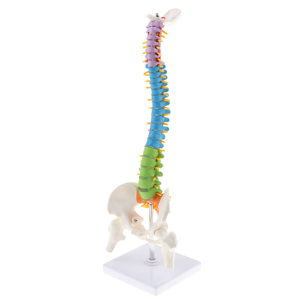 45cm Human Vertebral Column with Pelvis Flexible Model Medical Study Kits