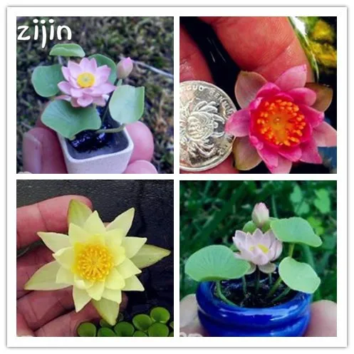 

10pcs Lotus Flower Mini Lotus Bonsai Aquatic Plants Bowl Lotus Water Lily Flores Perennial Plant For Home & Garden Decoration