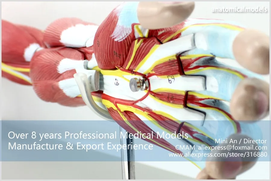 MUSCLE03 CMAM model Muscles of Arm with Main Vessels 4