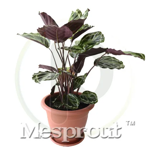 

100 Pcs / Bag,Calathea Bonsai Potted Bonsai, Flower , Variety Complete, The Budding Rate 95%, (Mixed Colors)