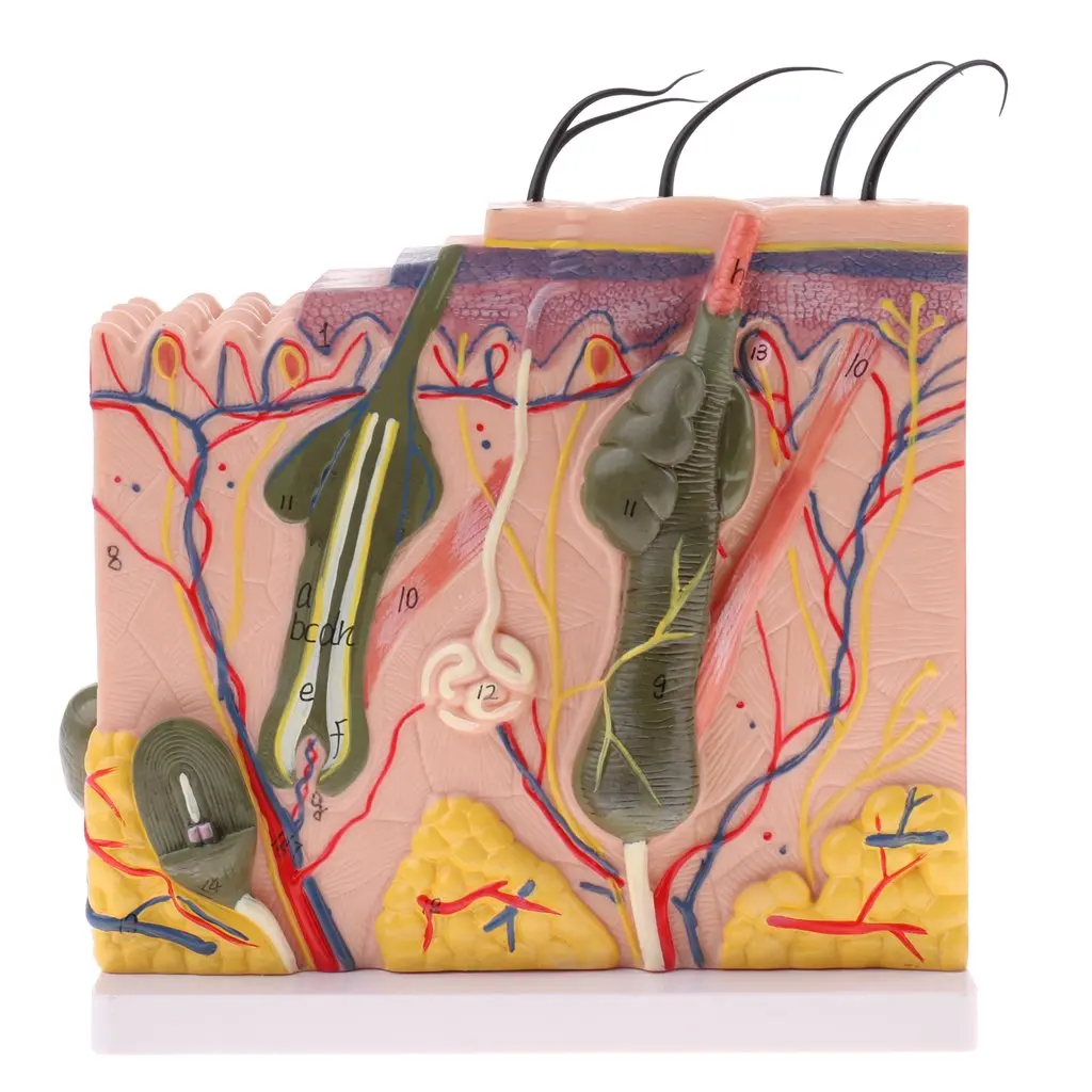  50X Magnified 3D Human Skin Model Structure Medical Anatomical Model for School Teaching Tool Learn - 32973557342