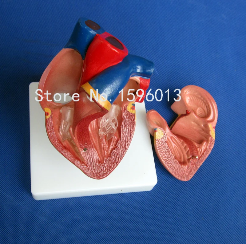 Жизнь-Размеры модель человеческого сердца 2 части, Спецодежда медицинская Анатомическое Сердце Модель