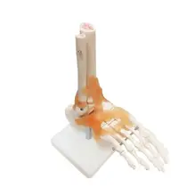 Medicine Ligament foot mannequin body joint Human knee model shoulder elbow foot hip joint model 1:1 skeleton mannequin A264 human foot bone model foot sole joints of foot ankle tibia and fibula foot model department of orthopedics teaching for medical