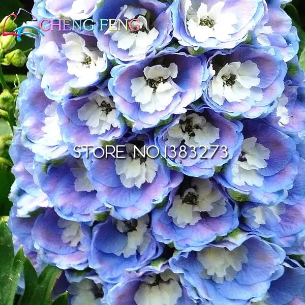 Free Shipping 20 Seeds Pink Larkspur Seed Delphinium Consolida Flowers Seeds 2016 Bonsai Pot