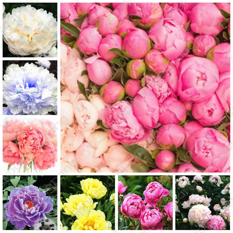 

20pcs Bonsai Rare Chinese Peony Planting Greenery Flowers Outdoor Terrace Courtyard Paeonia Flower plants for Home Garden
