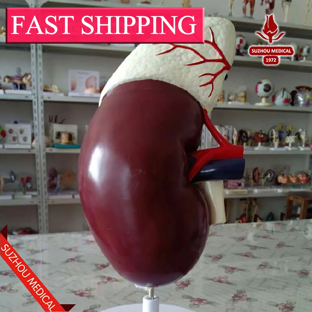 Large favorable Anatomy factory price quality biological Kidney model with adrenalin Medical