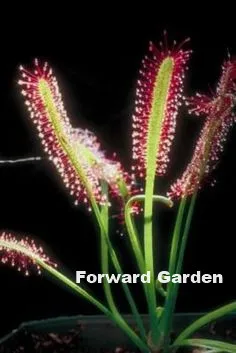 Big Promotion!! 120 Pcs Carnivorous Plants Drosera Peltata Pot Flycatcher Bonsai Sundew Venus Flytrap Table Garden Succulent