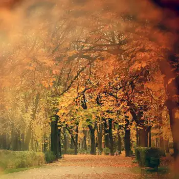 

cute fall trees autumn leaves Forest backdrops Vinyl cloth High quality Computer print wall photo studio background