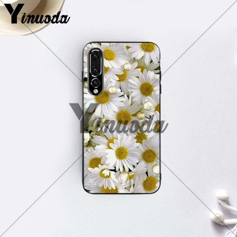 Daisies  (6)