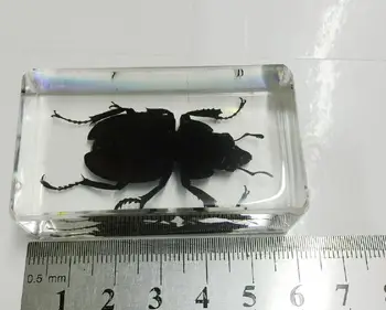 

FREE SHIPPING collection real black Lucanus square lucid