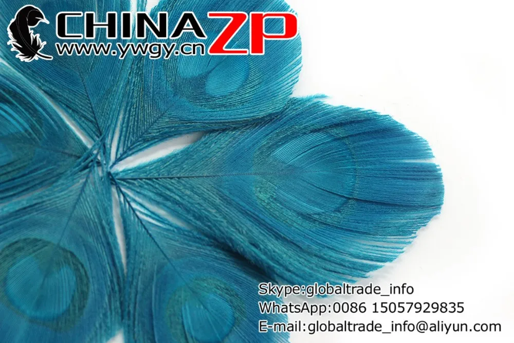 Trimmed Peacock Feather Eye Turquoise (4)