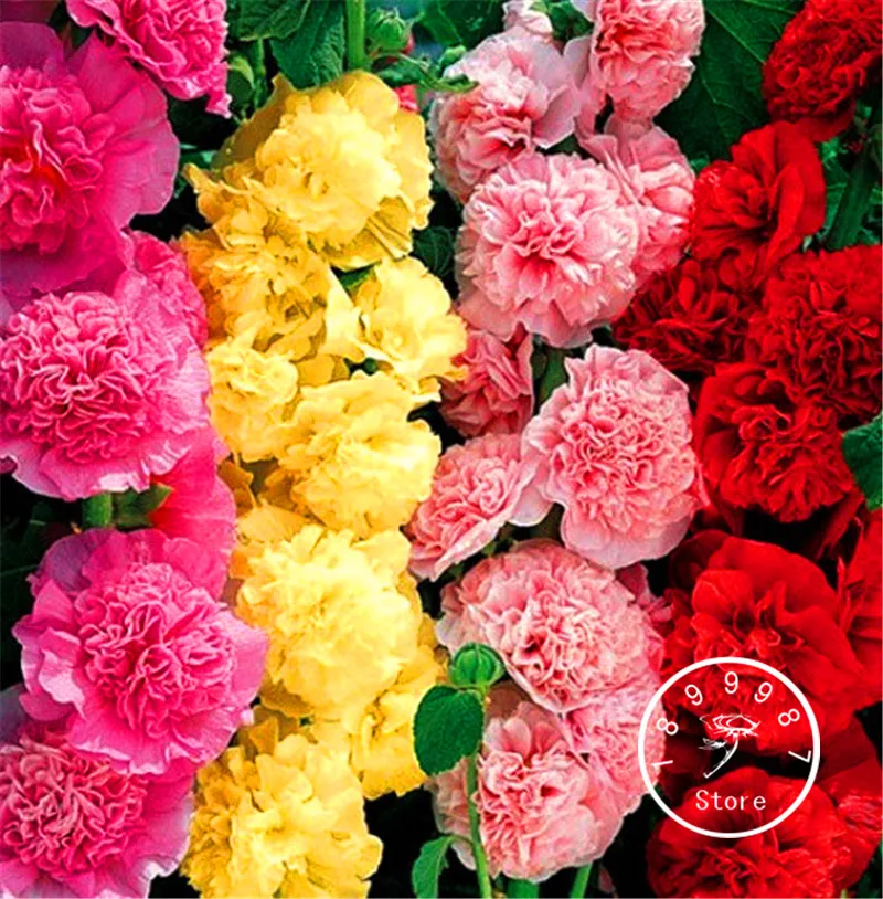 Установленные сроки! фаленопсис сад, редкие комнатные растения бонсай цветок flores, 20 шт./пакет орхидеи растения,# KSCCU0