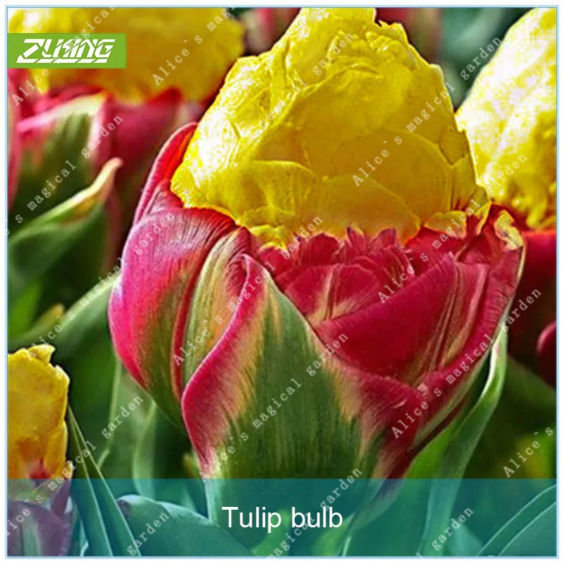 

ZLKING 2pcs True Tulip Bulbs Bonsai Flower Bulbs Ice Cream As Beautiful Tulips Rizomas Bulbos Aroma Potted Plant Bonsai