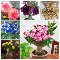2017-Loss-Promotion-10-Pcs-bag-Desert-Rose-Seeds-Adenium-Obesum-Flower-Seeds-Natural-Growth-Variety.jpg_200x200